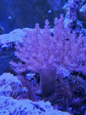 Weichkoralle Meerwasser Keniabäumchen 
