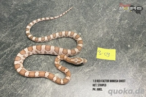 Kornnattern NZ 2025 und älter - Palmetto, Red Factor Mimosa Ghost