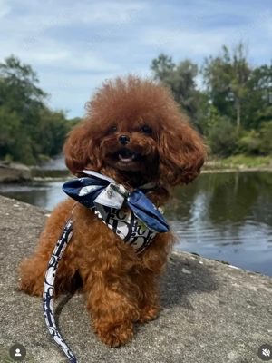 Koreanische Toypudel Welpen Exklusiv Eleganz, Seltenheit & Charme in Perfektion   Bild 2