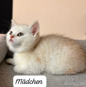 Britische Kurz Haarige Kitten 