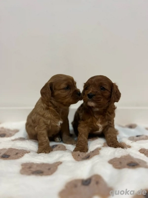 VERKAUFT cavapoo weibchen Bild 2