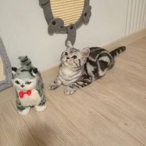 Kater black tabby Whiskas(4 Monate alt)