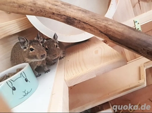 Degus weibchen braun verschenken  