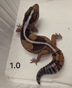 AFT Nachzuchten Farbformen - Hemitheconyx Caudicinctus  White Out Patternless,het Zulu