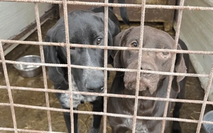 Freundliche Seele Odin sucht Heimat Bild 7