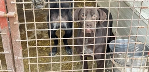 Freundliche Seele Odin sucht Heimat Bild 6