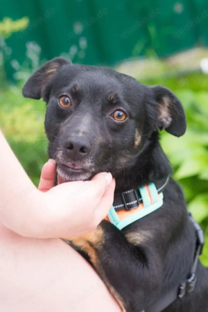 Finik, ein aktiver, junger Rüde.