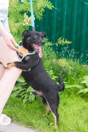 Finik, ein aktiver, junger Rüde. Bild 8