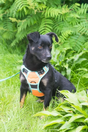 Finik, ein aktiver, junger Rüde. Bild 5