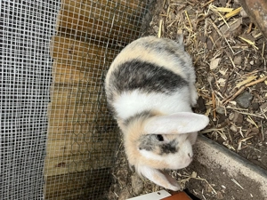 Zwergkaninchen sucht neues zuhause