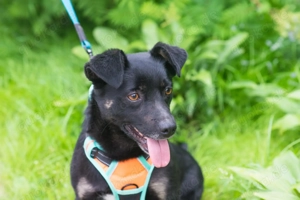 Finik, ein aktiver, junger Rüde. Bild 6