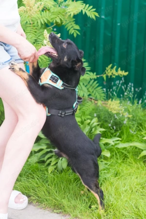 Finik, ein aktiver, junger Rüde. Bild 7