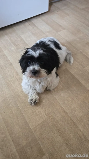 Unsere Hündin bekommt bald Welpen!