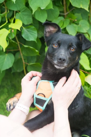 Finik, ein aktiver, junger Rüde. Bild 10