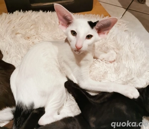 Orientalisch Kurzhaar Kitten 