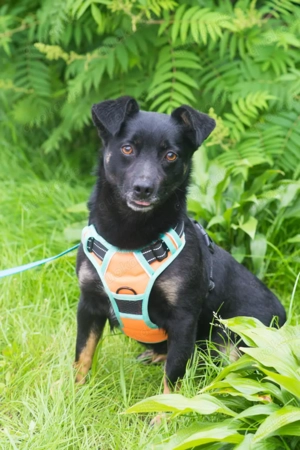 Finik, ein aktiver, junger Rüde.