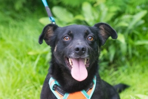 Finik, ein aktiver, junger Rüde. Bild 9