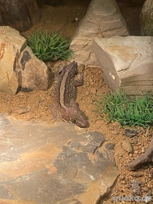 Madagaskar Großkopfgecko 