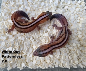 AFT Nachzuchten Farbformen - Hemitheconyx Caudicinctus  White Out Patternless,het Zulu