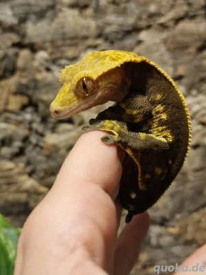 1.0 Kronengecko Correlophus ciliatus 