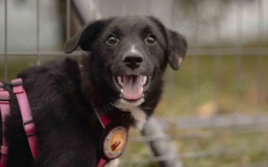 Die hübsche Mabel sucht ihr Zuhause