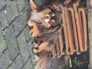 Langhaar Chihuahua Deckrüde  Bild 2