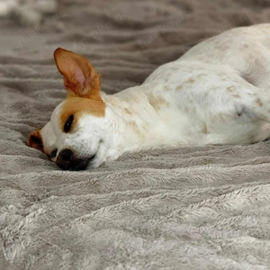 Levi - Little Mister Sunshine 