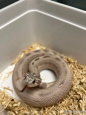 Hakennasennatter Männchen (Heterodon nasicus) Lavender Anaconda