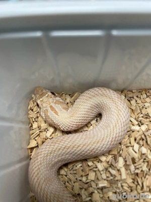 Hakennasennatter Weibchen (Heterodon nasicus) Caramel Anaconda