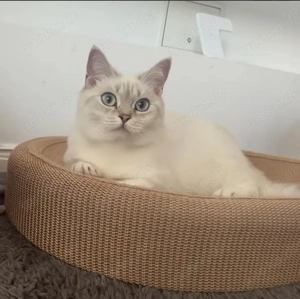 Wunderschöne bkh Katze mit blauen Augen   liebevolles Zuhause gesucht