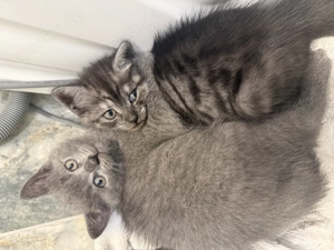Britisch Kurzhaar Kitten 