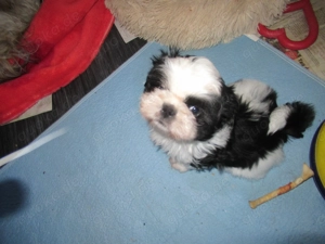 Herzige Hundewelpen Shih tzu suchen ein neues Zuhause