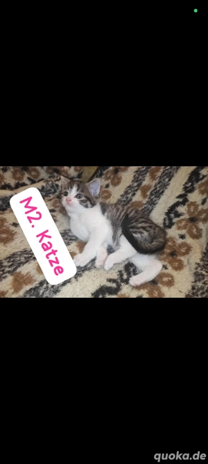 1süße mädel suchen ein liebevolles für immer Zuhause