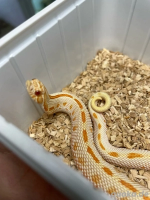 Hakennasennatter Männchen (Heterodon nasicus) Anaconda Toffeeglow