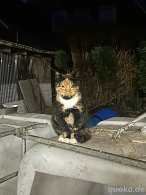 Glückskatze Tricolor