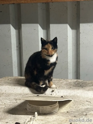 Zuckersüsses Glückskätzchen