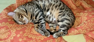  Bengalkater & Bengalkatze suchen neues liebevolles Zuhause Bild 7