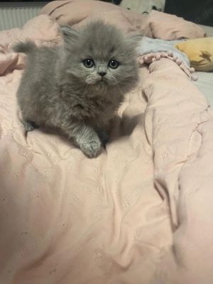  Wunderschöne teddys BLH. Britische Langaar 8 w alt