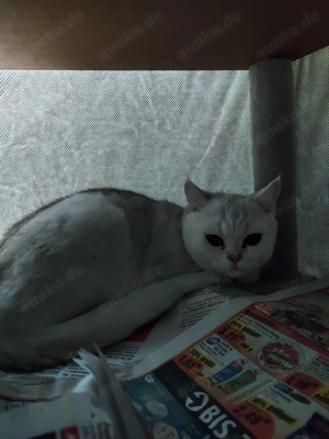 Britische  Kurzharige Kater 