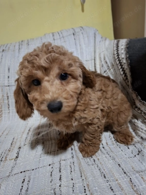 Zwerg Pudel Red Braun und Abricot