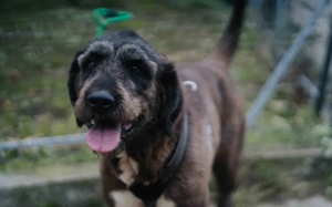 Zuhause gesucht für Abigail