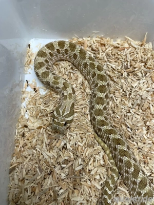 Hakennasennatter Weibchen (Heterodon nasicus) Classic het Lavender het Sable