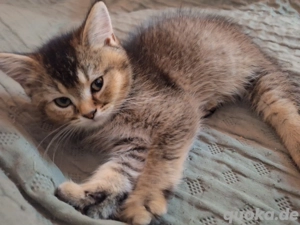 Reinrassige Britisch Kurzhaar (BKH)