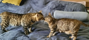  Bengalkater & Bengalkatze suchen neues liebevolles Zuhause
