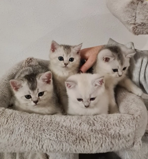 Wunderschöne Britisch Kurzhaar Kitten 