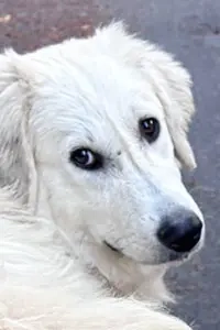 Luna sucht ein Zuhause