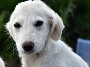 Ila sucht ihr Zuhause (noch auf Sardinien)