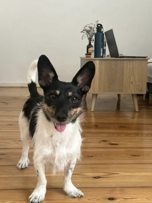 Für unsere kleine Bibi (3,5) suchen wir eine neue Familie