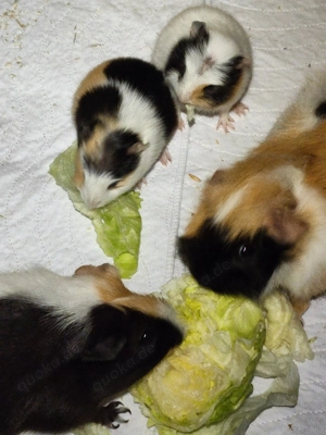 Meerschweinchenbabys