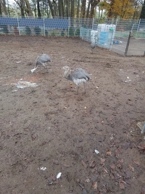 Nandu , Nandu-Kücken 